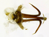 Aedeagus, dorsal view on Coarctana rana (DeLong & Wolda, 1982): Male [DZRJ]: aedeagus, dorsal view. (Observation).