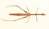 CollectionObject 1518058; a0984a49-3f62-4ded-8737-b068e4c69680, NHMUK015982120: female, dorsal view (holotype). (CollectionObject).