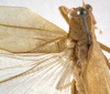 CollectionObject 1529767; ac3f7009-db4d-49a9-bfb9-8955277e2dd9: male stridulatory apparatus (holotype). (CollectionObject).