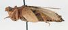 CollectionObject 1540642; 6fde860c-2d02-46d3-b27a-8ad95d61d925: female, lateral view (holotype). (CollectionObject).