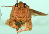 CollectionObject 1545335; ea137f87-2966-4f6d-9374-ccd0084de17e: male, frontal view (paratype of Glyphotmethis adaliae angorensis). (CollectionObject).