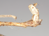 CollectionObject 1557432; NHMUK(SF IMPORT DUPLICATE) 844929, c9c96259-acb5-4e0f-a4e6-481fe999c5ba: copyright Natural History Museum, London. male: end of abdomen, lateral view of synonym Bactrododema aculiferum (syntype). (CollectionObject).