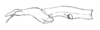 Epigrypa curvicollis Brunner von Wattenwyl, 1890: Pl. 5, Fig. 9 B. female head and pronotum, lateral view. (Otu).