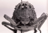 CollectionObject 1523893; e0a5d996-84a9-4d32-85fe-7c1f680d7770: Image C.S. Carbonell. female, frontal view (holotype). (CollectionObject).