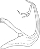 Aedeagus, lateral view on Edwardsiana ishidai (Matsumura, 1932): Aedeagus, lateral view (Poland). (Observation).