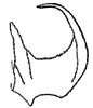 Aedeagus, lateral view on Evinus graminicolus Dlabola, 1977: Aedeagus, lateral view. (Observation).