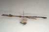 CollectionObject 1557743; NMW 536, c820ed84-b37c-4a34-8e08-66ec7d2fccbe: copyright NMW, Vienna. male, lateral view (syntype). (CollectionObject).