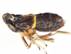 Habitus, lateral view: !! display not done !! on Pissonotus melanurus Van Duzee, 1917: (Observation).