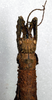 CollectionObject 1561396; NMW 265, 9856651f-9abb-4d35-8902-8415c01abcab: copyright NMW, Vienna. female: head and upper thorax, dorsal view (syntype). (CollectionObject).