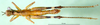 CollectionObject 1576308; b55c5b1e-b94d-4528-8bab-05eeb2b6ee83: male, dorsal view (paratype). (CollectionObject).