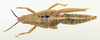 CollectionObject 1518463; e6e20156-63b7-4902-927f-84fd2e7f9b62: female, dorsal view (holotype). (CollectionObject).