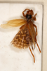 CollectionObject 1531249; d6f16c64-d76b-4b17-8ba8-f84ec70a98ce: female, dorsal view (holotype). (CollectionObject).