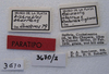 CollectionObject 1514656; MLP3670/2, 94014cdc-7a2e-4e02-98f6-8843035e8383: Image Cigliano, M.M. labels (paratype). (CollectionObject).