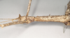 CollectionObject 1557433; NHMUK(SF IMPORT DUPLICATE) 844930, ae911a28-f49d-4ed8-bcfe-603443d84339: copyright Natural History Museum, London. female: head and thorax of synonym Bactrododema aculiferum (syntype). (CollectionObject).