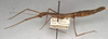 CollectionObject 1560477; NMW 615, 9b1a5343-cb38-483c-93ca-40246b7902cd: copyright NMW, Vienna. female, lateral view (lectotype). (CollectionObject).