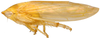 Habitus, lateral view: Adama amalthusia, lateral habitus (INHS). (Observation).