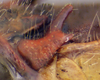 CollectionObject 2014606; 7383ed84-b8c6-45b2-912f-11e0f5b5364e: male, cerci detail. (CollectionObject).