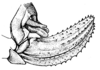 Fig. 18 (after type). ovipositor (length 5 mm) (Ligocatinus sordidus). Depicts CollectionObject 1533207; 2a5d1328-678c-4c98-9f71-18c5f412250b, a CollectionObject.