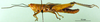 CollectionObject 1502205; 30bb8947-565d-4ddc-ba1a-a2937d2a7ab0: male, lateral view (paratype). (CollectionObject).