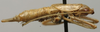 male, lateral view (lectotype). Depicts CollectionObject 1535072; 179ea9f6-d1aa-4703-bc4d-0d54d9524364, a CollectionObject.