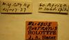 CollectionObject 1594968; a27222f0-b2d4-4eac-86e2-b237b0a3bff0: Blissus rostratus - Holotype Labels (NMNH) - (CC BY-NC 3.0) - Photo by Pablo M. Dellapé with permission from the National Museum of Natural History (NMNH), Smithsonian Institution, Washington, D.C. (CollectionObject).