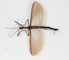 CollectionObject 1560955; NMW 154', a7804018-a12b-44a7-9355-1e5635a04b99: copyright NMW, Vienna. male (syntype). (CollectionObject).