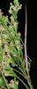 Phalces brevis (Burmeister, 1838): female (Constantianek, Western Cape Province). (Otu).