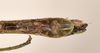 CollectionObject 1560538; 4b044015-c34f-4d17-a01d-a66c7f2b4151: copyright OUMNH. male: end of abdomen, ventral view (holotype). (CollectionObject).