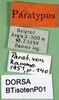 CollectionObject 1502525; 8147f0db-096c-483f-87ba-02a3167e8329: labels (paratype of Isophya tenuicerca). (CollectionObject).