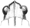 Nomotettix parvus Morse, 1895: Fig. 21. male, head, dorsal view. (Otu).