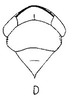 Head: head, dorsally. (Observation).