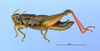 CollectionObject 1595265; 4108bccd-519f-4390-8b0e-f15f2331d900: male, lateral view (holotype). (CollectionObject).