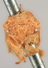 Head: !! display not done !! on Cyrtolobus fenestratus (Fitch, 1851): (Observation).