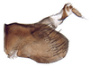 Pygofer, lateral view: Pendarus magnus, pygofer, laterally (INHS). (Observation).
