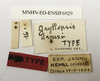 CollectionObject 1476622; 9aab332a-459d-4f9e-ae6b-e71b8501117b, MNHN-EO-ENSIF6929: labels (holotype). (CollectionObject).