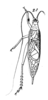 Truljalia hofmanni (Saussure, 1878): Pl. 18, Fig. 62(2). male. (Otu).
