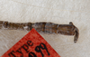 CollectionObject 1559626; 61c7ebf6-5733-4393-98ea-8612cd96158f: copyright USNM, Washington. male: end of abdomen, dorsal view (lectotype). (CollectionObject).