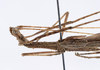 CollectionObject 1565267; e190b22c-154e-4800-b333-4256149f0ba8: Copyright ZMHB, Berlin. male: head and thorax, lateral view (holotype). (CollectionObject).