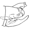 Pygofer, lateral view on Dikraneura (Dikraneura) mali (Provancher, 1890): Genital capsule, lateral view. (Observation).