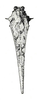 Platygavialidium formosanum (Tinkham, 1936): Fig. 59. male, dorsal view. (Otu).