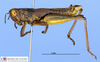 CollectionObject 1565749; MLP3667, edc77f0e-7482-48a2-a6ae-36f37c1002b6: male, lateral view (paratype). (CollectionObject).
