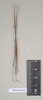 CollectionObject 1563638; 9f284ec7-ccac-4220-bede-420490ac9d70: copyright Natural History Museum, London. male (paratype). (CollectionObject).;CollectionObject 1563639; 216175cd-99bb-41d3-9189-391bfdcf5464: copyright Natural History Museum, London. male (paratype). (CollectionObject).