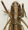 CollectionObject 1535178; 06afe236-b79b-4419-8d5d-21eccc4b90ba: female pronotum, dorsal view (holotype). (CollectionObject).