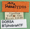 CollectionObject 1567301; c8b0b881-5f81-4e0b-8be4-cf3ec435ed83: labels (allotype of Pholidoptera brachynota). (CollectionObject).