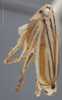 Habitus, lateral view on Commellus comma (Van Duzee, 1892): Lateral Male. (Observation).