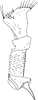 Anal tube processes: Anal tube process. (Observation).