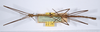CollectionObject 1557084; 9f57a91c-979a-4fb3-8cf1-913c3e484d12: copyright ANSP. male, dorsal view (syntype). (CollectionObject).;CollectionObject 1557085; 226e9b18-2662-4031-b06a-ae31c71a0fda: copyright ANSP. male, dorsal view (syntype). (CollectionObject).