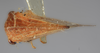 Habitus, dorsal view: !! display not done !! on Stictolobus minutus (Funkhouser, 1915): (Observation).