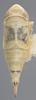 Habitus, dorsal view on Athysanella (Gladionura) gilli Blocker & Johnson, 1990: Dorsal. (Observation).