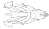 Dichroplus schulzi Bruner, 1906: Fig. 15. male, cingulum and endophallus, dorsal view. (Otu).